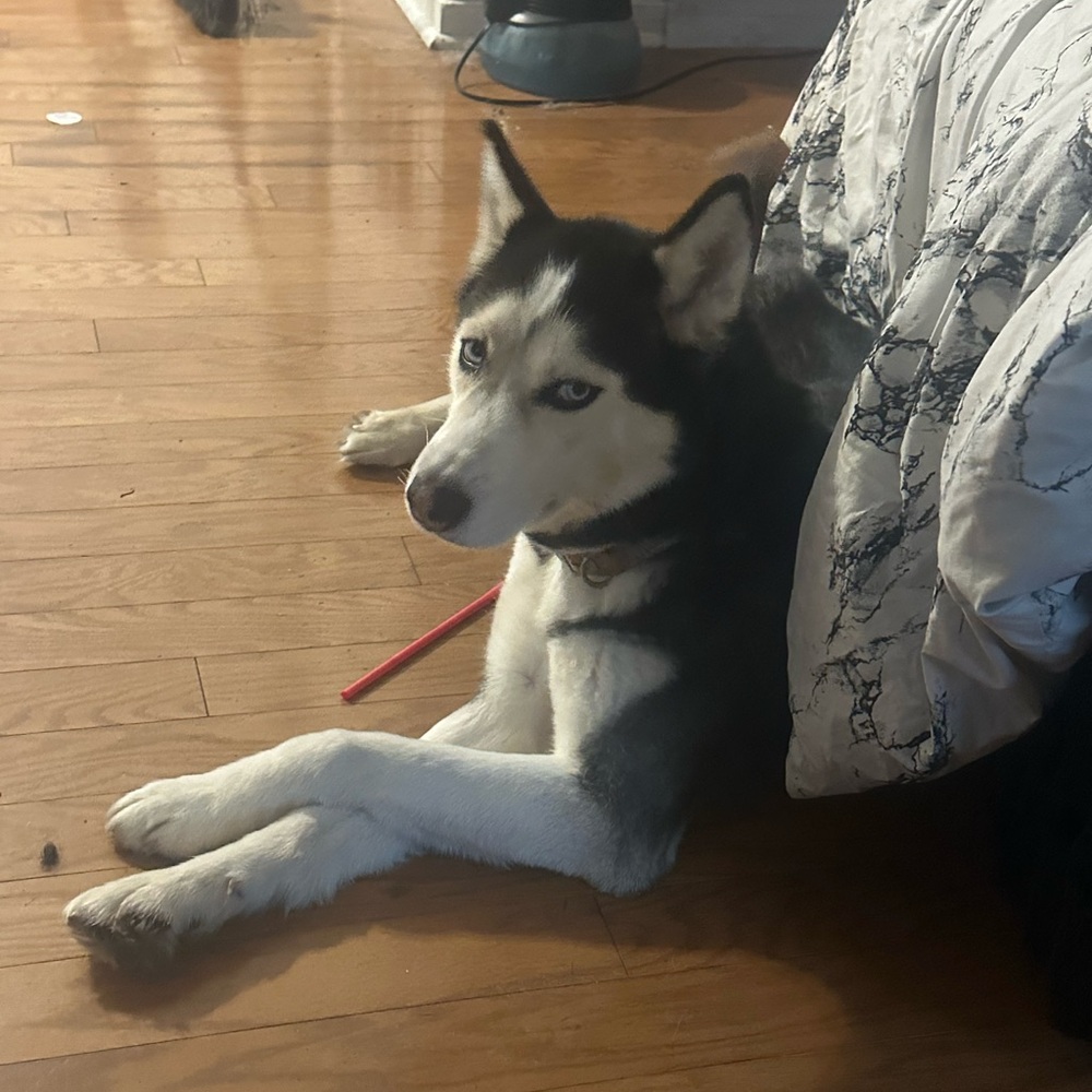 Red Nylon Dog Leash for Medium to Large Breeds